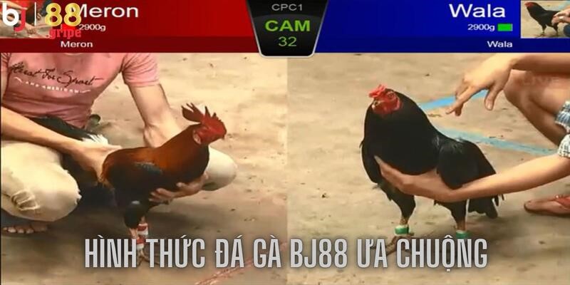 Mang đến các hình thức đa dạng, chất lượng hấp dẫn