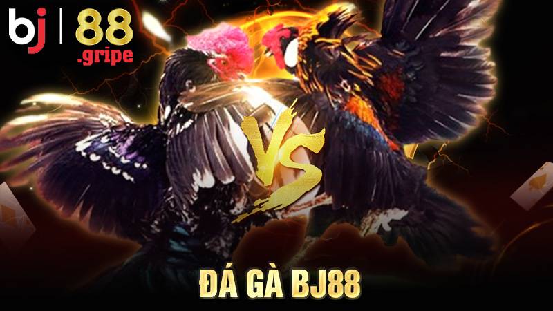 Đá gà BJ88